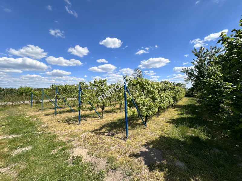 Działka na sprzedaż, Grójecki, Zaborów